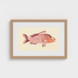 Red Snapper - Luigi Balugani Sea Life Art Print / Canvas Framed Illustration Pinkish-red Fish Detailed Fins Scales Set, Balugani’s, Prints