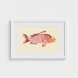 Red Snapper - Luigi Balugani Sea Life Art Print / Canvas Framed Illustration Pinkish-red Fish Detailed Fins Scales Set, Balugani’s, Prints