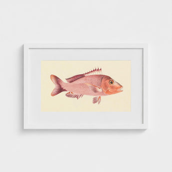 Red Snapper - Luigi Balugani Sea Life Art Print / Canvas Framed Illustration Pinkish-red Fish Detailed Fins Scales Set, Balugani’s, Prints