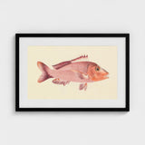 Red Snapper - Luigi Balugani Sea Life Art Print / Canvas Framed Vintage-style Illustration Pinkish-red Fish Detailed Fins Scales,