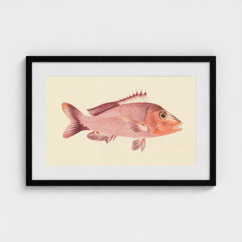 Red Snapper - Luigi Balugani Sea Life Art Print / Canvas Framed Vintage-style Illustration Pinkish-red Fish Detailed Fins Scales,