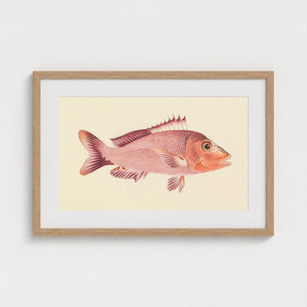 Red Snapper - Luigi Balugani Sea Life Art Print / Canvas Framed Vintage-style Illustration Pinkish-red Fish Detailed Fins Scales,