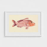 Red Snapper - Luigi Balugani Sea Life Art Print / Canvas Framed Vintage-style Illustration Pinkish-red Fish Detailed Fins Scales,