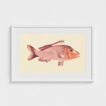 Red Snapper - Luigi Balugani Sea Life Art Print / Canvas Framed Vintage-style Illustration Pinkish-red Fish Detailed Fins Scales,