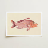 Red Snapper - Luigi Balugani Sea Life Art Print / Canvas Vintage-style Illustration Pinkish-red Fish Cream-colored Paper White Border,