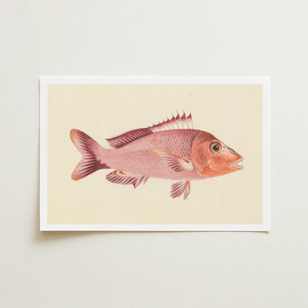 Red Snapper - Luigi Balugani Sea Life Art Print / Canvas Vintage-style Illustration Pinkish-red Fish Cream-colored Paper White Border,