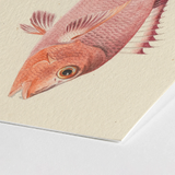 Red Snapper - Luigi Balugani Sea Life Art Print / Canvas Delicately Illustrated Pink Fish Detailed Scales Fins Rendered, Balugani’s, Prints