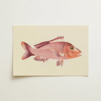 Red Snapper - Luigi Balugani Sea Life Art Print / Canvas Detailed Watercolor Illustration Pinkish-red Fish Delicate Spiky Fins, Balugani’s,