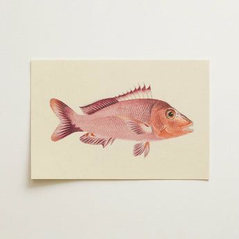 Red Snapper - Luigi Balugani Sea Life Art Print / Canvas Detailed Watercolor Illustration Pinkish-red Fish Delicate Spiky Fins Luigi