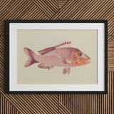 Red Snapper - Luigi Balugani Sea Life Art Print / Canvas Framed Illustration Pink Fish Detailed Fins Scales Set, Balugani’s, Prints