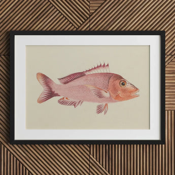 Red Snapper - Luigi Balugani Sea Life Art Print / Canvas Framed Illustration Pink Fish Detailed Fins Scales Set, Balugani’s, Prints