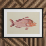 Red Snapper - Luigi Balugani Sea Life Art Print / Canvas Framed Illustration Pink Fish Detailed Fins Scales Set Luigi Balugani, Balugani’s