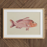 Red Snapper - Luigi Balugani Sea Life Art Print / Canvas Framed Illustration Pink Fish Detailed Fins Scales Set, Balugani’s, Prints