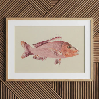 Red Snapper - Luigi Balugani Sea Life Art Print / Canvas Framed Illustration Pink Fish Detailed Fins Scales Set, Balugani’s, Prints