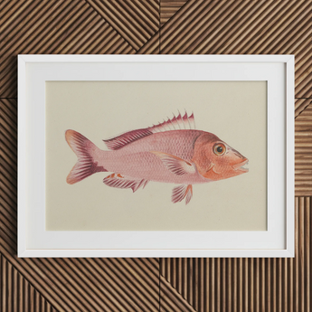 Red Snapper - Luigi Balugani Sea Life Art Print / Canvas Framed Illustration Pinkish-red Fish Detailed Fins Scales Presented Luigi