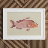 Red Snapper - Luigi Balugani Sea Life Art Print / Canvas Framed Illustration Pinkish-red Fish Detailed Fins Scales Presented, Balugani’s,