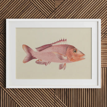 Red Snapper - Luigi Balugani Sea Life Art Print / Canvas Framed Illustration Pinkish-red Fish Detailed Fins Scales Presented, Balugani’s,