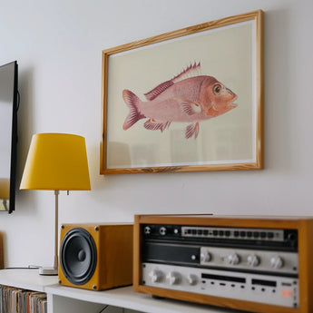 Red Snapper - Luigi Balugani Sea Life Art Print / Canvas Framed Watercolor Illustration Pink Fish Detailed Fins Scales Luigi Balugani,