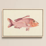 Red Snapper - Luigi Balugani Sea Life Art Print / Canvas, Luigi Balugani, Balugani’s Red Snapper, Luigi Balugani Sea