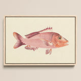 Red Snapper - Luigi Balugani Sea Life Art Print / Canvas Framed Watercolor Illustration Pink Fish Detailed Scales Fins, Balugani’s, Prints