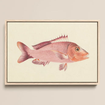 Red Snapper - Luigi Balugani Sea Life Art Print / Canvas Framed Watercolor Illustration Pink Fish Detailed Scales Fins, Balugani’s, Prints