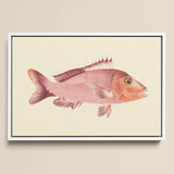 Red Snapper - Luigi Balugani Sea Life Art Print / Canvas, Luigi Balugani, Balugani’s Red Snapper, Luigi Balugani Sea