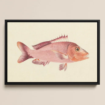 Red Snapper - Luigi Balugani Sea Life Art Print / Canvas Framed Watercolor Illustration Pinkish-red Fish Detailed Scales Spiky, Balugani’s,