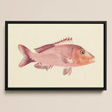 Red Snapper - Luigi Balugani Sea Life Art Print / Canvas Framed Watercolor Illustration Pinkish-red Fish Detailed Scales Spiky Luigi