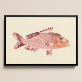 Red Snapper - Luigi Balugani Sea Life Art Print / Canvas Framed Watercolor Illustration Pinkish-red Fish Detailed Scales Spiky Luigi