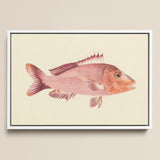Red Snapper - Luigi Balugani Sea Life Art Print / Canvas Framed Watercolor Illustration Pinkish-red Fish Detailed Scales Spiky, Balugani’s,
