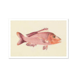 Red Snapper - Luigi Balugani Sea Life Art Print / Canvas, Luigi Balugani, Balugani’s Red Snapper, Luigi Balugani Sea