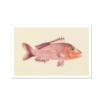Red Snapper - Luigi Balugani Sea Life Art Print / Canvas Pink Fish Spiny Fins Scales Rendered Vintage Scientific, Balugani’s, Prints