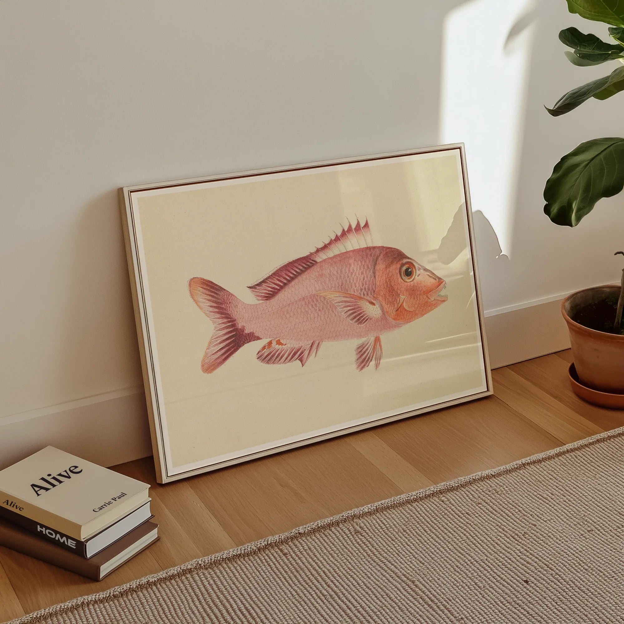 Red Snapper - Luigi Balugani Sea Life Art Print, Framed Artwork Pink Fish Detailed Fins Scales