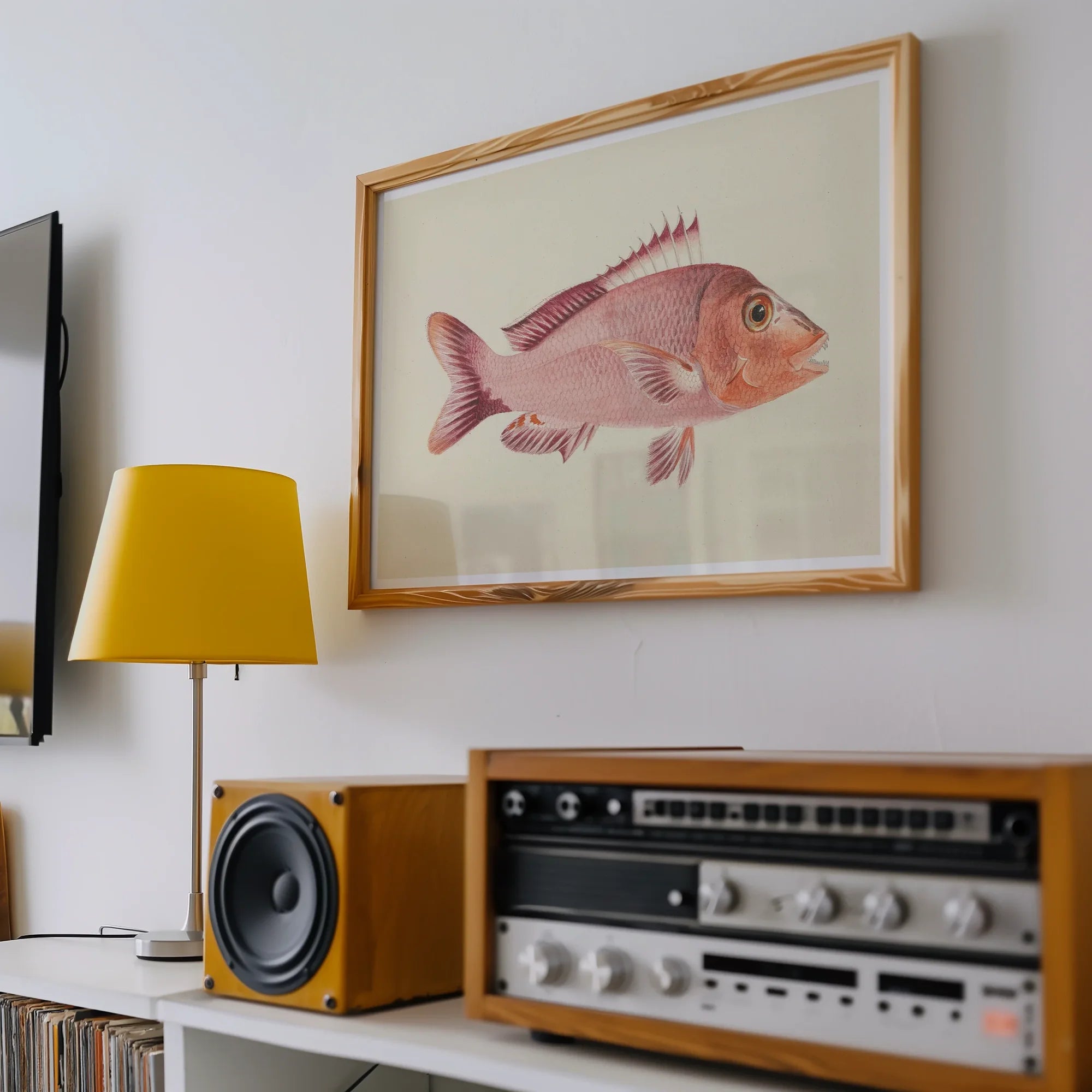 Red Snapper - Luigi Balugani Sea Life Art Print, Framed Watercolor Illustration Pink Fish Detailed Fins Scales