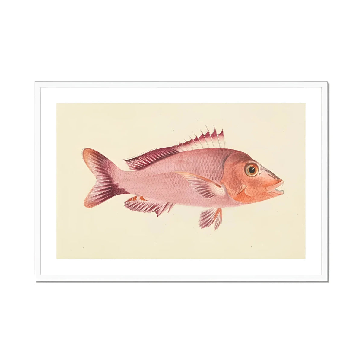 Red Snapper - Luigi Balugani Sea Life Art Print, Pink Fish Spiny Fins Prominent Eye