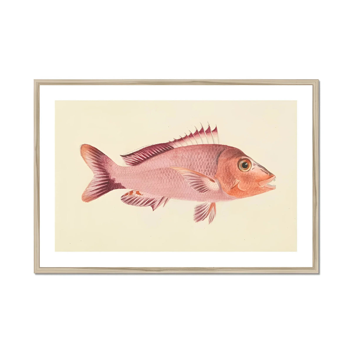 Red Snapper - Luigi Balugani Sea Life Art Print, Pink Fish Spiny Fins Scales Rendered Naturalistic Illustration