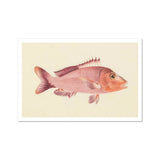 Red Snapper - Stampa artistica di vita marina di Luigi Balugani / Tela, 17x12’’ / A3 / Senza cornice / Bordo bianco, Poster, stampe e opere d’arte visiva, Toby Leon