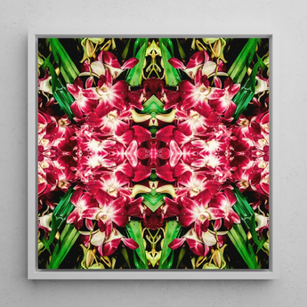 Ruby Reds - Bkk Flower Market Orchid Op-Art-Print / Leinwand, 12x12’’ / 31x31cm / Weißer Rahmen, Poster, Drucke & visuelle Kunstwerke, Toby Leon