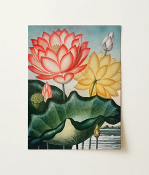 Vibrant Botanical Print Pink Lotus Golden-yellow Detailed Green Robert John Thornton, Sacred Egyptian Bean, Thornton’s