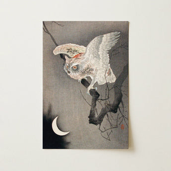 Delicate White Owl Intricate Feather Perched Dark Branch Scops, Ohara Koson, Art Print, Moonlight Catches