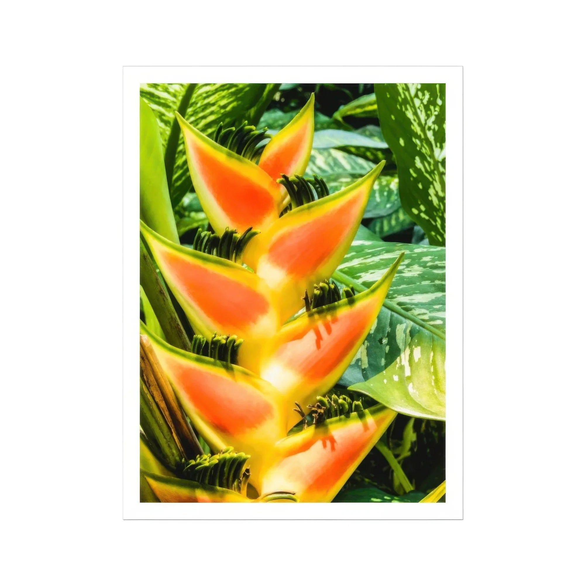 Showstopper - Heliconia Lobster Claw Art Print, Vibrant Orange Yellow Heliconia Flower Pointed Bracts Arranged