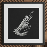 Shrimp - Ernst Haeckel Marine Life Art Print / Canvas Black-framed Artwork Detailed White Line Shrimp Black Background Ernst Haeckel,