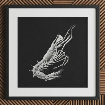 Shrimp - Ernst Haeckel Marine Life Art Print / Canvas Black-framed Artwork Detailed White Line Black Background, Crustacean Specter