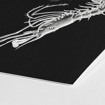 Shrimp - Ernst Haeckel Marine Life Art Print / Canvas Detailed Black-and-white Illustration Textured Black Paper, Crustacean Specter