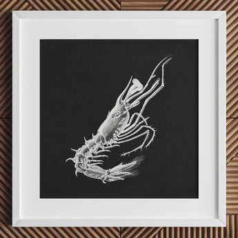 Shrimp - Ernst Haeckel Marine Life Art Print / Canvas Detailed White Chalk Black Paper Framed Simple, Crustacean Specter Materializes, Inky