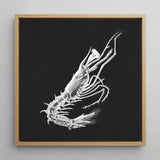 Shrimp - Ernst Haeckel Marine Life Art Print / Canvas Detailed White Chalk Blackboard Framed Light Wood, Crustacean Specter Materializes,