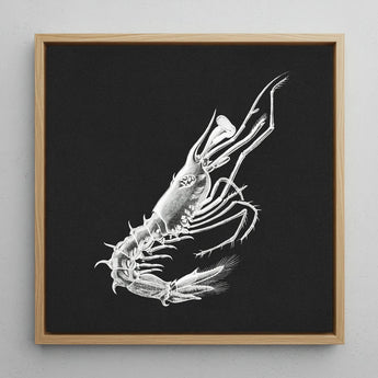Shrimp - Ernst Haeckel Marine Life Art Print / Canvas Detailed White Chalk Blackboard Framed Light Wood, Crustacean Specter Materializes,