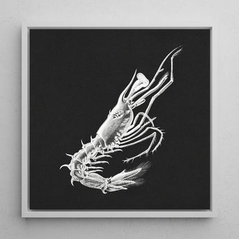 Shrimp - Ernst Haeckel Marine Life Art Print / Canvas Detailed White Line Black Framed Sleek, Crustacean Specter Materializes, Inky Depths