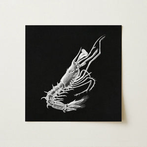 Shrimp - Ernst Haeckel Marine Life Art Print / Canvas Detailed White Line Shrimp Black Square Canvas Ernst Haeckel, Crustacean Specter