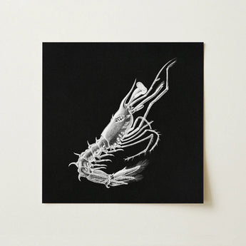 Shrimp - Ernst Haeckel Marine Life Art Print / Canvas Detailed White Line Black Square, Crustacean Specter Materializes, Inky Depths Prints